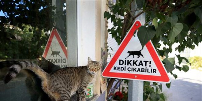 Kırklareli'nde sürücüler 'kedi - köpek çıkabilir' tabelalarıyla uyarılıyor