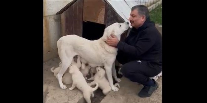 Bakan Koca, yavrulayan köpeği Sultan'la videosunu paylaştı