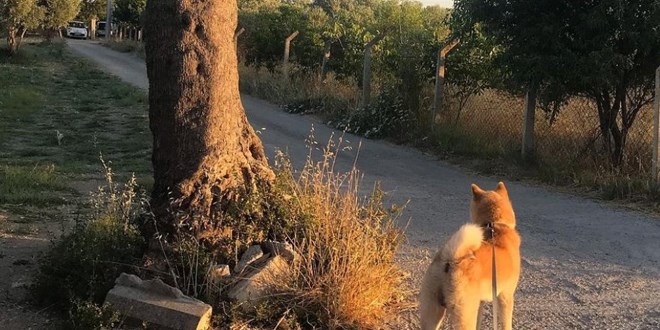 Sokak köpekleri bu kez ünlü oyuncuyu ısırdı