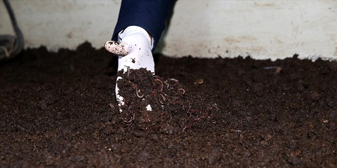 Solucan gübresi patates ve buğdayda rekolteyi artırdı