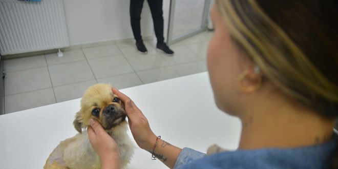 Ölüme terk edilen köpeğe cinsel saldırı şüphesi