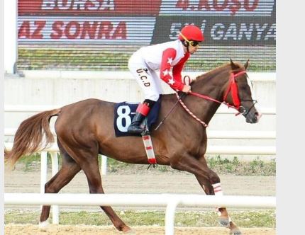 soru cevap ingilizce Türkiye Jokey Kulübü (TJK) Para Çekme Şikayetleri - Şikayetvar