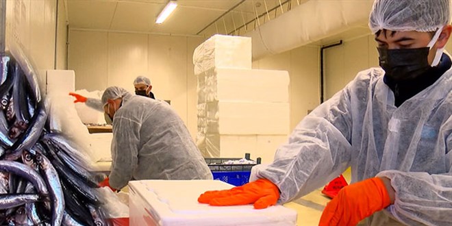 Hamsinin T�rkiye'den ABD'ye 10 bin kilometre yolculu�u