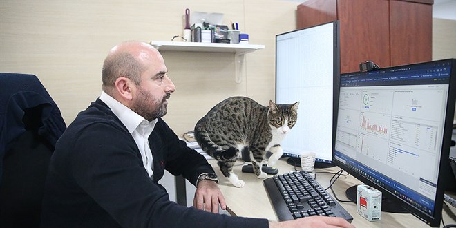 Üniversite çalışanları 15 kediyle aynı ofisi paylaşıyor