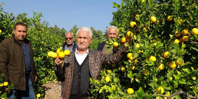 'Limon kooperatif marketlerinde satılsın' çağrısı