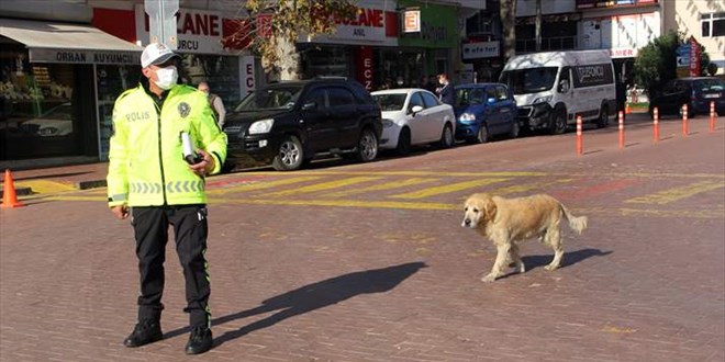 Trafik polisinin sadık arkadaşı 'Köpük'
