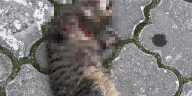 Seri kedi katili aranıyor! 20 günde 4 kedi öldürüldü