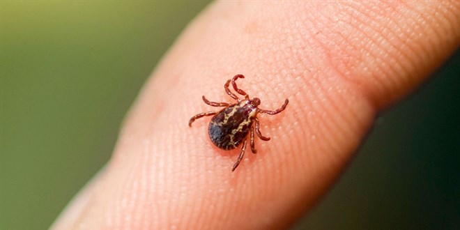Ülkemizde de sık görülüyor! Keneye karşı mRNA aşısı bulundu
