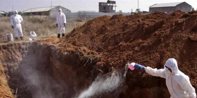Kuş gribi uyarısı: 14 ülkeye yayıldı, koronadan çok daha bulaşıcı ve ölümcül