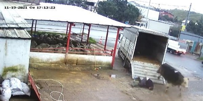 F�r�ayla durdurmak istedi�i dana hastanelik etti