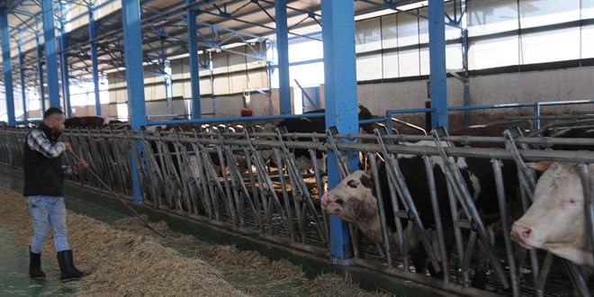 Devlet desteğiyle kurulan çiftlikte günlük 1500 litre süt üretiliyor