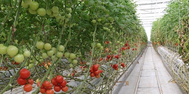 Bu ilde jeotermal enerji ile 4 mevsim domates yetiştiriliyor