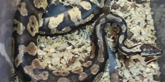 Sosyal medya'da payla�t��� piton y�lan� ba��na dert oldu