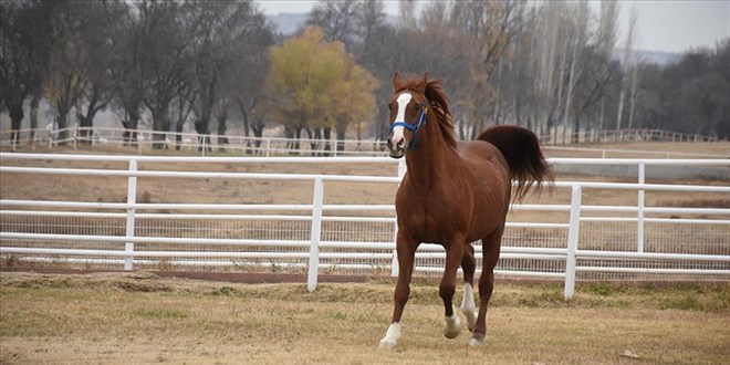 TİGEM, safkan Arap atı satışından 12 milyon lira gelir elde etti