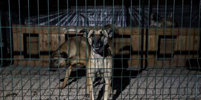 Ankara'da barınakta kalan 55 köpek yangından son anda kurtarıldı