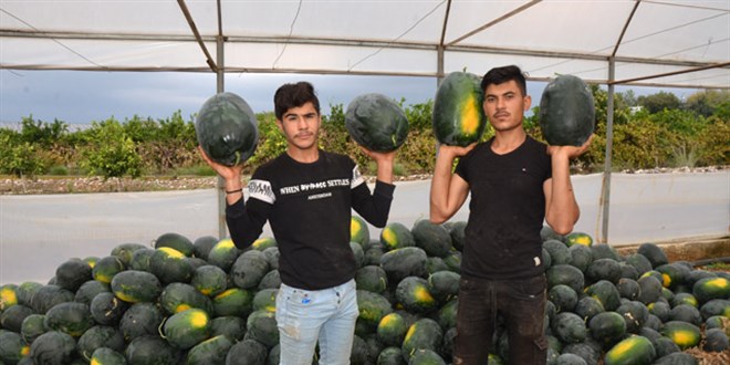 Eşi aşeren kocalar için 'kışlık karpuz'un kilosu 2 lira
