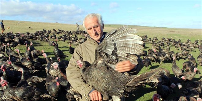 Y�lba�� hindisi 300 lira