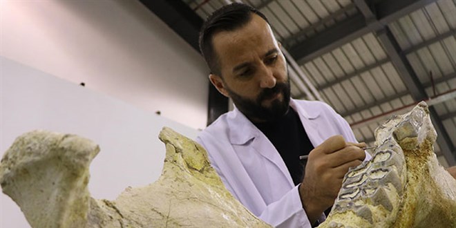 Kayseri'de 7,5 milyon yllk bine yakn fosil bulundu