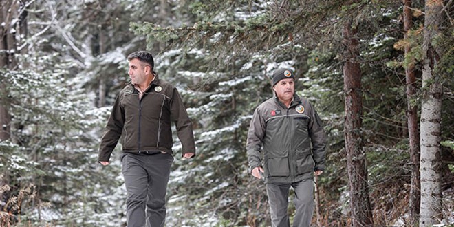 Yılbaşı öncesi kaçak çam ağacı kesimine sıkı denetim