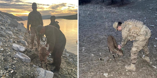 Dağları teröristlere dar ettiler, yaban hayvanlarına kucak açtılar