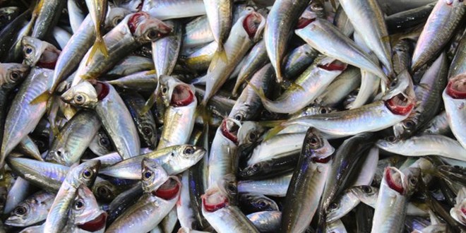 Karadeniz snyor, balk stoklar azalyor