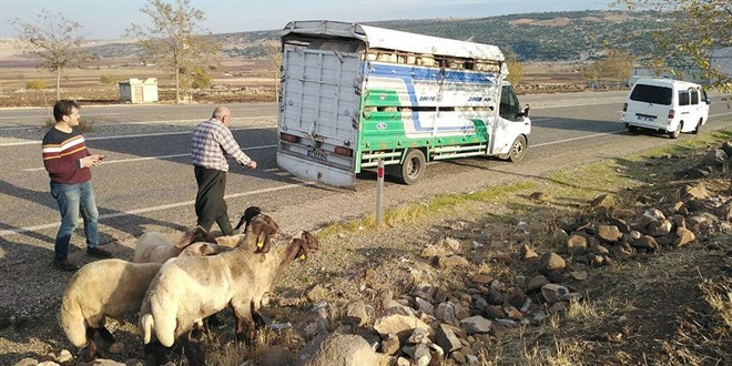 Kamyonetin arka kapağı açıldı, koyunlar yola düştü