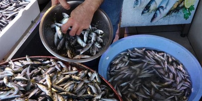 Hamsi, Gürcistan ve Rusya kıyılarına yöneldi... Kilosu 40 TL'ye yükseldi