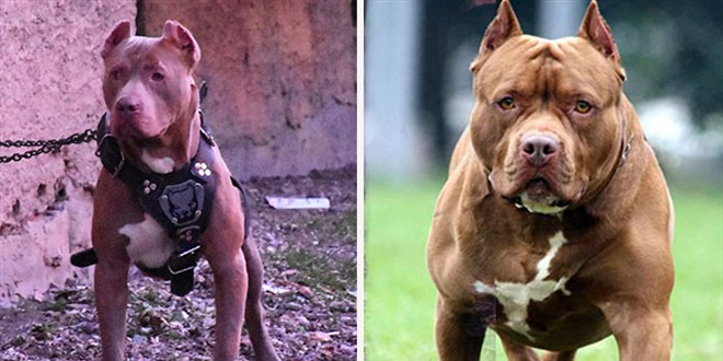 Bakanlıktan, 'tehlike arz eden köpek ırkları' genelgesi