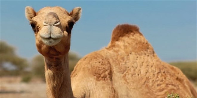 66 milyonluk yarmada 40 deve botoks nedeniyle diskalifeye edildi