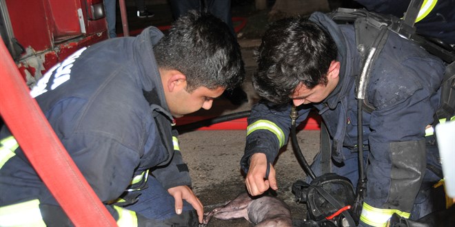 İtfaiye eri, kediyi kalp masajı ve suni teneffüsle hayata döndürdü