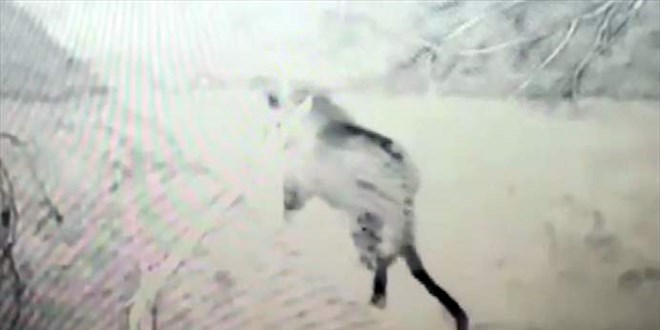 Nesli tükenme riskiyle karşı karşıya olan leopar Doğu Anadolu'da görüntülendi