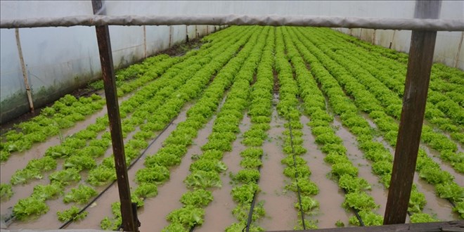 Çanakkale'de şiddetli yağış nedeniyle tarım alanlarını su bastı