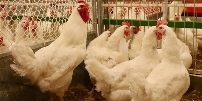 Canl tavuk satlar patlad: Yzde 50 daha ucuz