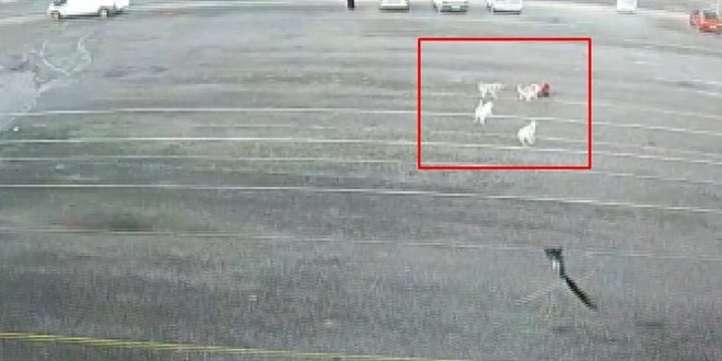 Köpeklerin öğrenciye saldırısı kamerada