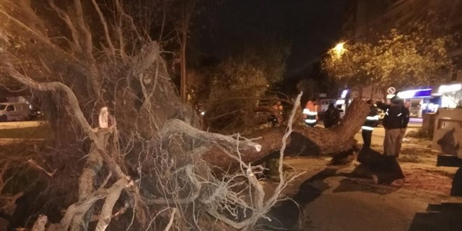Fırtına elektrik direklerini devirdi, ağaçları kökünden söktü