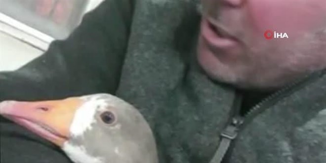 Vatandaşın yolda bulduğu kaz ile şiveli diyaloğu güldürdü