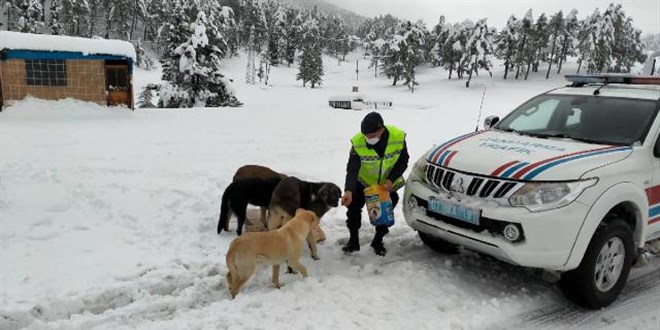 Jandarmadan sokak hayvanlarna yem ve mama destei