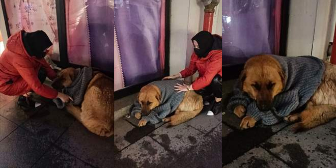 Kızıyla alışverişe çıkan anne, üşüyen köpeği kazakla ısıtmaya çalıştı
