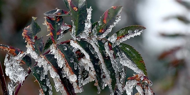 Meteorolojiden üç il için zirai don uyarısı