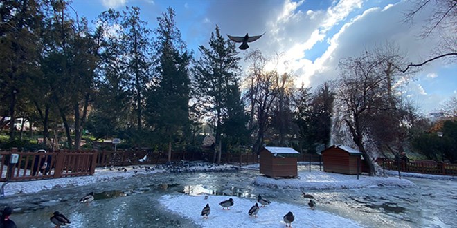 Başkentin simgesi Kuğulu Park buz tuttu