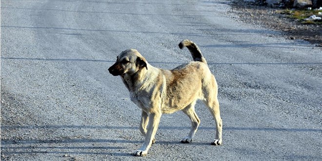 'Sokak köpekleri sürü halinde gezerlerse tehlikeli oluyor'