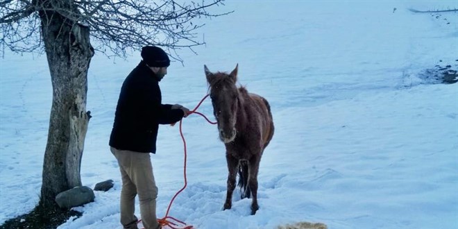 Soğukta ölüme terk edilen yaralı ata Muş Valisi sahip çıktı