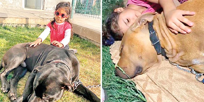 Asiye o köpeklerle oynamış! Pitbull dehşetinde yeni görüntüler
