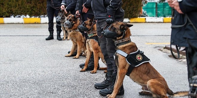Operasyonların 'gizli kahramanı' dedektör köpekler
