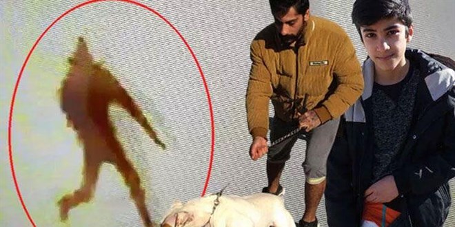 Çocuğa saldıran pitbull cinsi köpeğin sahibine 12 bin TL ceza