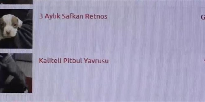 İnternetten 1500 TL'ye yavru pitbull satışı