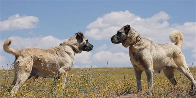 Yerli ırk yetiştiricileri: Bizimki asil köpek, pitbull silah