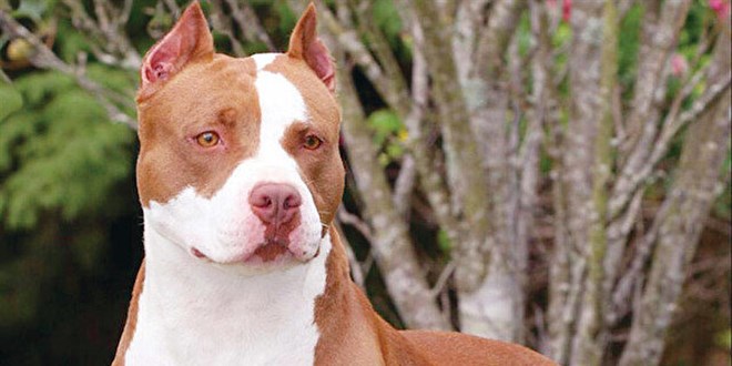 Pitbull sahipleri böyle canavarlaştırıyor: Ne kadar saldırgan olursa o kadar iyi!