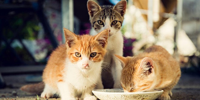 Hayvandan de�il ranttan ve politikadan yana