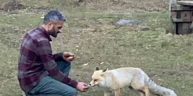 Kafe işletmecisinin beslediği tilkilerde sohbet görüntüleri gülümsetti
